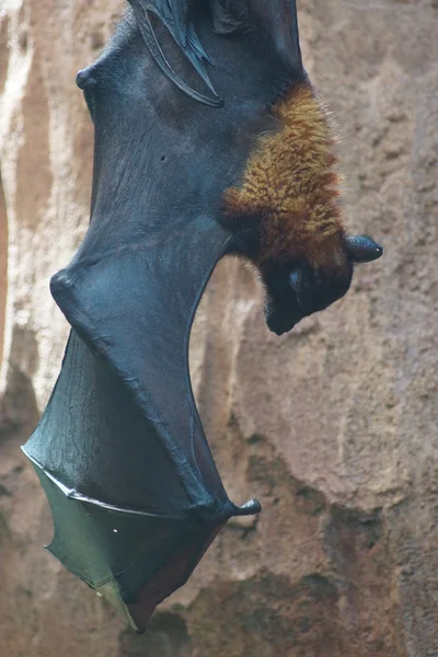 Large Flying Fox - Pteropus vampyrus