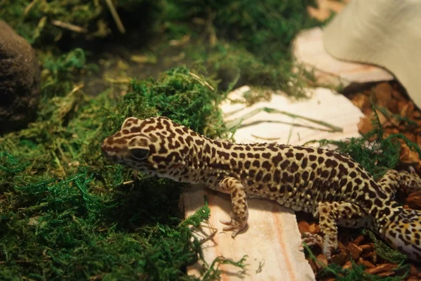 Leopard gecko - Eublepharis macularius — Stockfoto