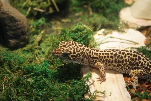 Leopard Gecko - Eublepharis macularius — Stock Photo, Image