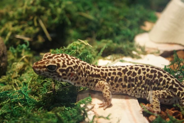 Leopard Gecko - Eublepharis macularius — Stock Photo, Image