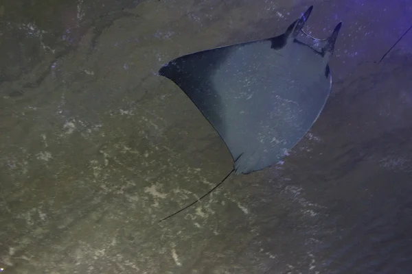 Daha az Devil Ray - Mobula hypostoma — Stok fotoğraf