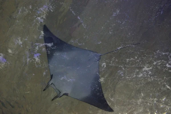 Menší Devil Ray - Mobula hypostoma — Stock fotografie