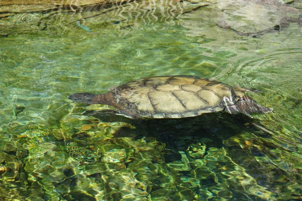 Loggerhead Sea Turtle - Caretta caretta — Stock Photo, Image