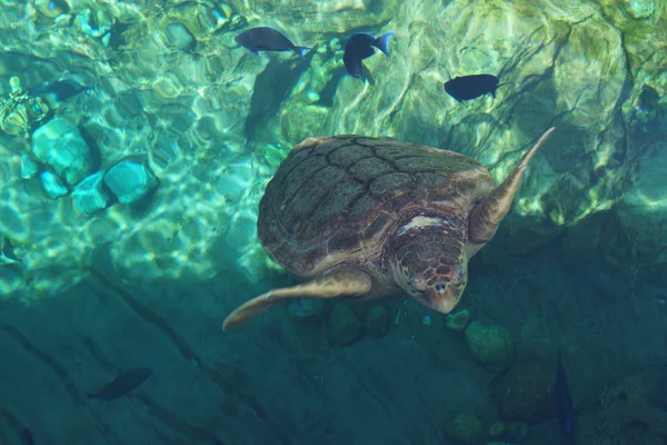 Deniz kaplumbağası - Caretta caretta — Stok fotoğraf