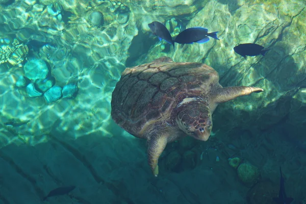 Mořské želvy karety obecné - Caretta caretta — Stock fotografie