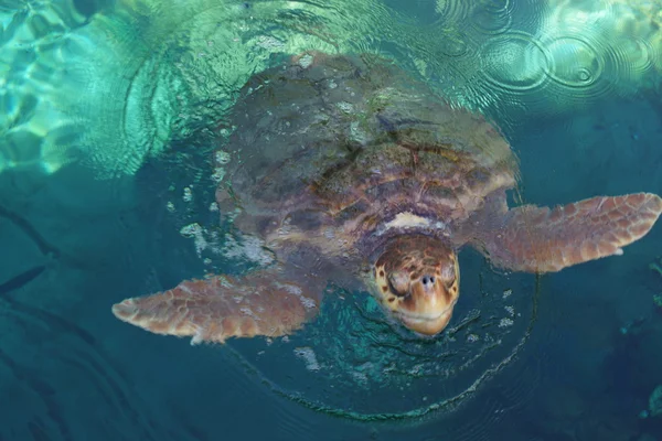 Tartaruga-do-mar - Caretta caretta — Fotografia de Stock