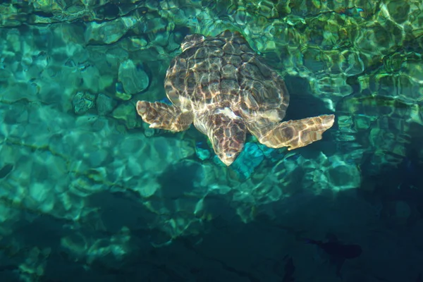 Морская черепаха - Caretta caretta — стоковое фото