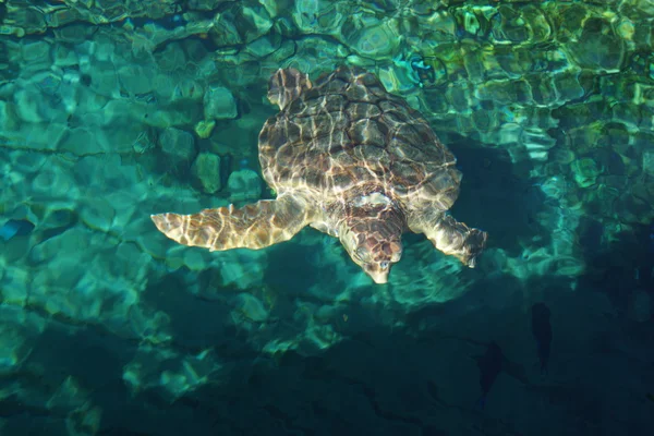 Mořské želvy karety obecné - Caretta caretta — Stock fotografie