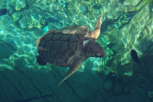 Mořské želvy karety obecné - Caretta caretta — Stock fotografie