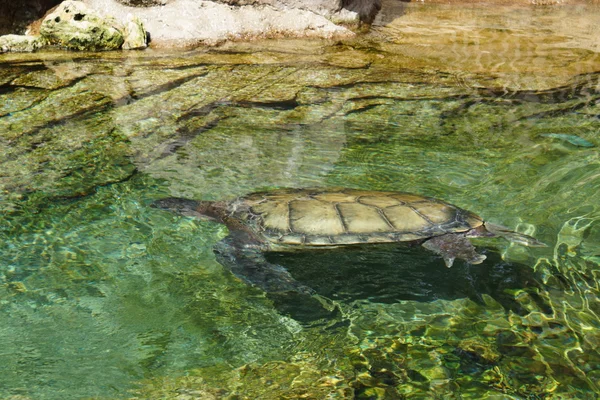 Havssköldpaddan Caretta - Caretta caretta — Stockfoto