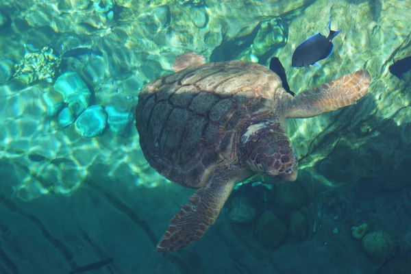 Tortue caouanne - Caretta caretta — Photo