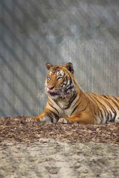 Малайский тигр - Panthera tigris jacksoni — стоковое фото