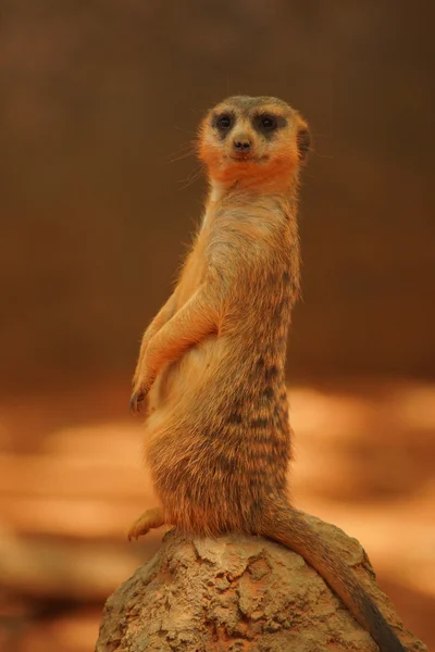 猫鼬-suricata suricatta — 图库照片