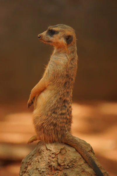 Meerkat - Suricata suricatta — Stok fotoğraf