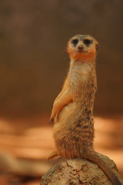 Erdmännchen - suricata suricatta — Stockfoto