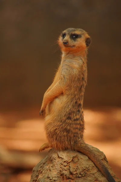 Meerkat - Suricata suricatta — Stock Photo, Image