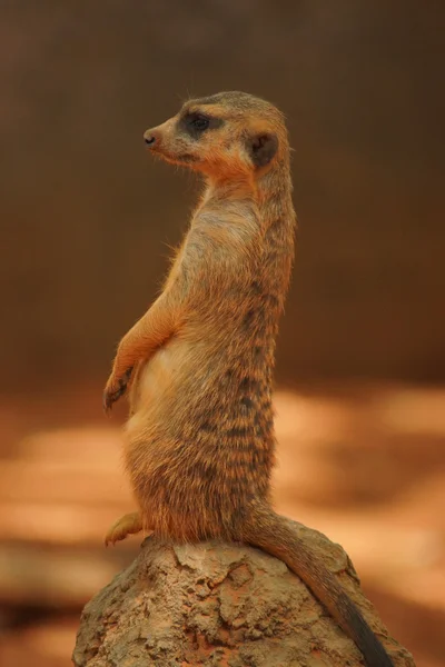 Meerkat - Suricata suricatta — Φωτογραφία Αρχείου