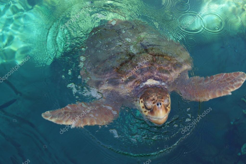 caretta chatrooms Pisciotta, schiusa straordinaria di 30 tartarughe caretta caretta presentato alla camera dei deputati mari e oceani del presidente della szn, roberto. caretta chatrooms Pisciotta, schiusa straordinaria di 30 tartarughe caretta caretta presentato alla camera dei deputati mari e oceani del presidente della szn, roberto.
