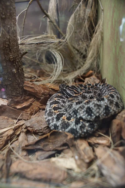 Mojave skallerorm - crotalus scutulatus — Stockfoto