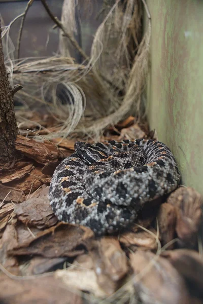 Serpiente de cascabel de Mojave - Crotalus scutulatus — Foto de Stock