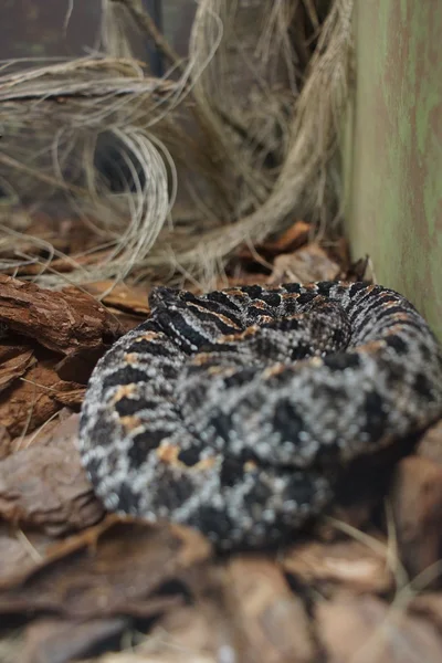 Mojave-Klapperschlange - crotalus scutulatus — Stockfoto