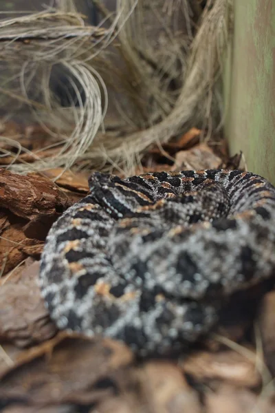 Mojave çıngıraklı yılan - crotalus scutulatus — Stok fotoğraf