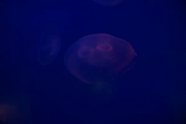 Medusas-da-lua - Aurelia aurita — Fotografia de Stock