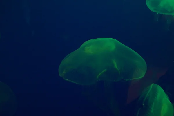 Moon Jellyfish - Aurelia aurita — Stock Photo, Image