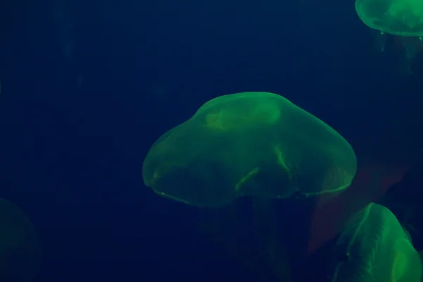 Medusas-da-lua - Aurelia aurita — Fotografia de Stock