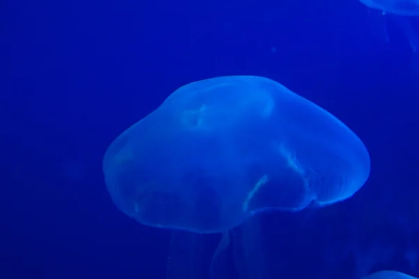 Medusas-da-lua - Aurelia aurita — Fotografia de Stock