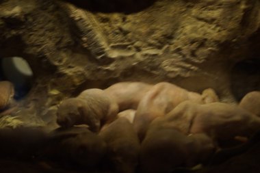 Çıplak kör fare - Heterocephalus glaber