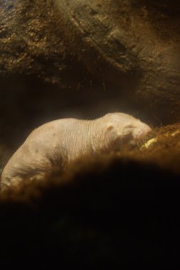 Çıplak kör fare - Heterocephalus glaber