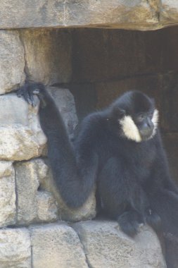 Kuzey beyaz yanaklı gibbon - nomascus leucogenys