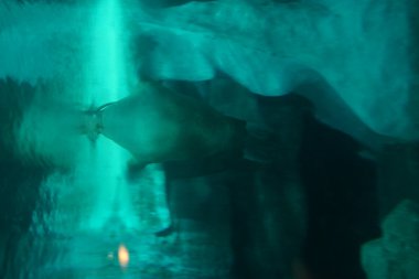 Pasifik deniz aygırı - Odobensus erkek divergens