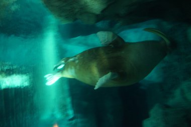 Pasifik deniz aygırı - Odobensus erkek divergens