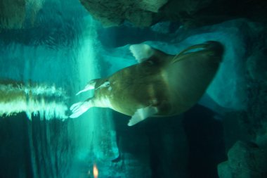 Pasifik deniz aygırı - Odobensus erkek divergens