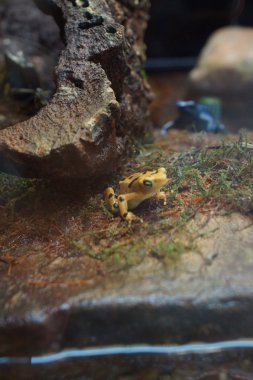 Panama altın kurbağa - Atelopus zeteki