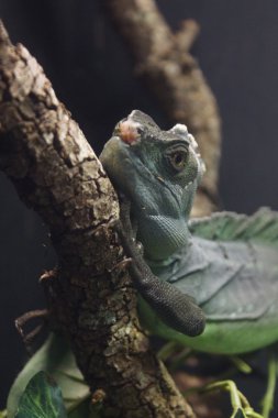 Tüylü Basillisk - Basiliscus plumifrons