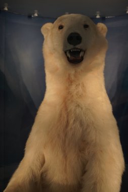 Kutup ayısı - ursus maritimus