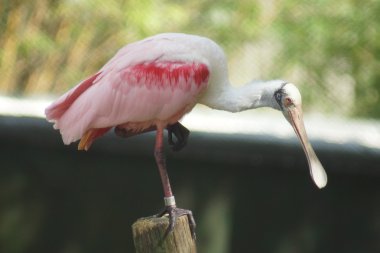 Pembe kaşıkçı - Platalea ajaja