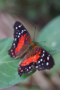 Scarlet Peacock - Arnatia amathea