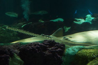 Smalltooth balık - Pristis pectinata