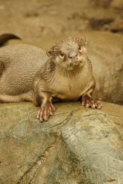 Yumuşak kaplı Otter - Lutrogale perspicillata