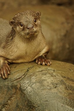 Yumuşak kaplı Otter - Lutrogale perspicillata