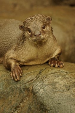 Yumuşak kaplı Otter - Lutrogale perspicillata