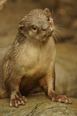 Yumuşak kaplı Otter - Lutrogale perspicillata