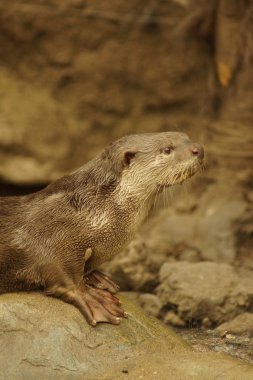Yumuşak kaplı Otter - Lutrogale perspicillata