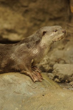 Yumuşak kaplı Otter - Lutrogale perspicillata