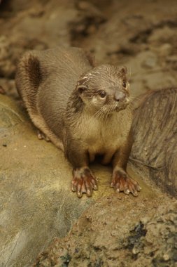 Yumuşak kaplı Otter - Lutrogale perspicillata