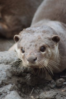 Yumuşak kaplı Otter - Lutrogale perspicillata